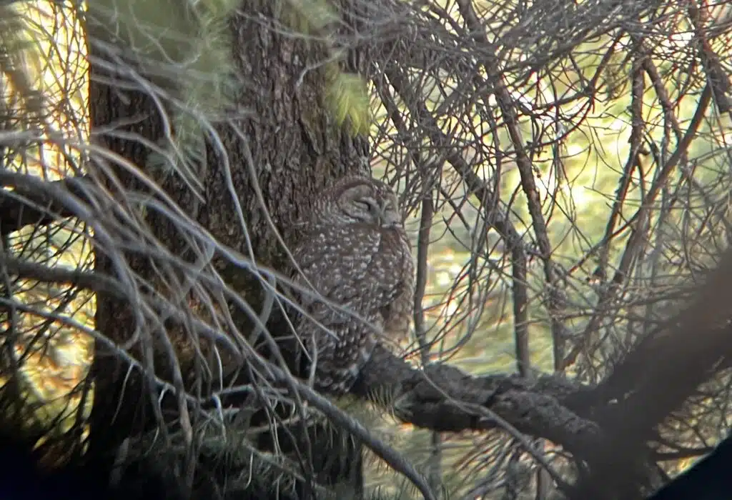 Mexican spotted owl monitoring survey in forest habitat