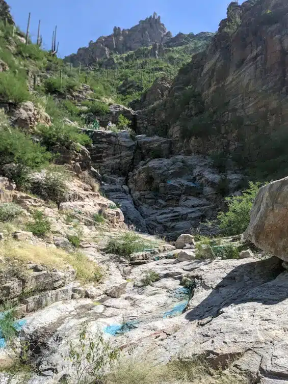 Sabino Canyon Invasive Grasses Treatment
